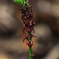 Crepidium purpureum (Lindl.) Szlach.